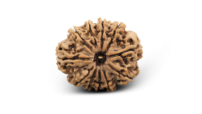 11 MUKHI RUDRAKSHA (25.20 mm)