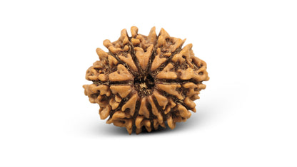 11 MUKHI RUDRAKSHA (26.41 mm)