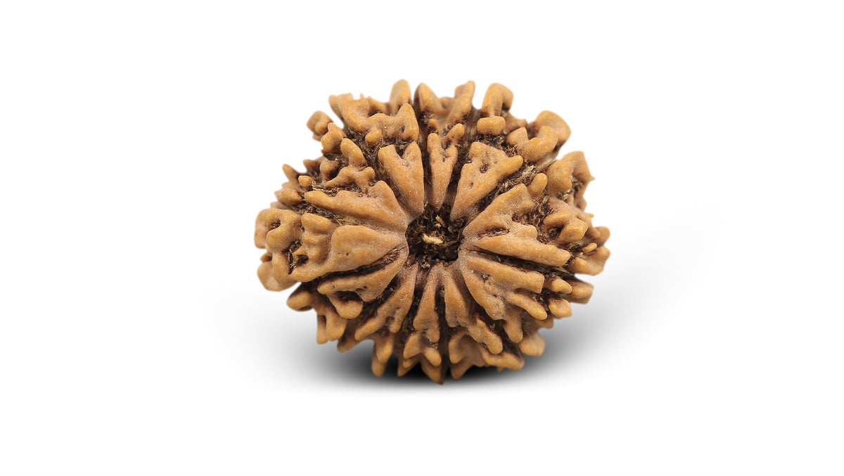 11 MUKHI RUDRAKSHA (25.70 mm)