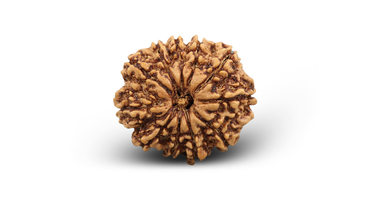 11 MUKHI RUDRAKSHA (25.45 mm)