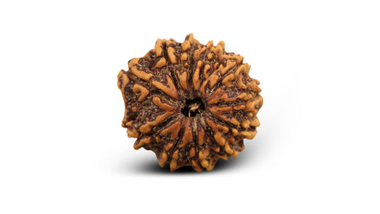 11 MUKHI RUDRAKSHA (23.71 mm)