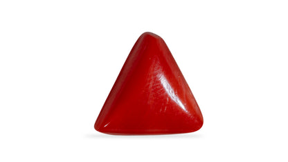 Italian Red Coral 6.16 Carats / 6.77 Ratti