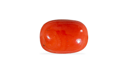 Italian Red Coral 5.90 Carats / 6.48 Ratti
