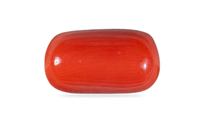 Italian Red Coral 9.98 Carats / 10.97 Ratti