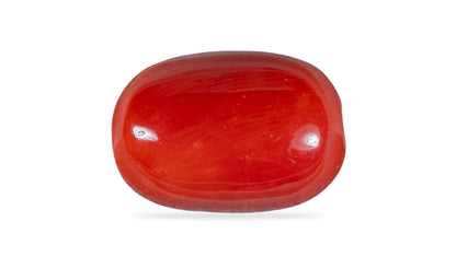 Italian Red Coral 12.43 Carats / 13.66 Ratti