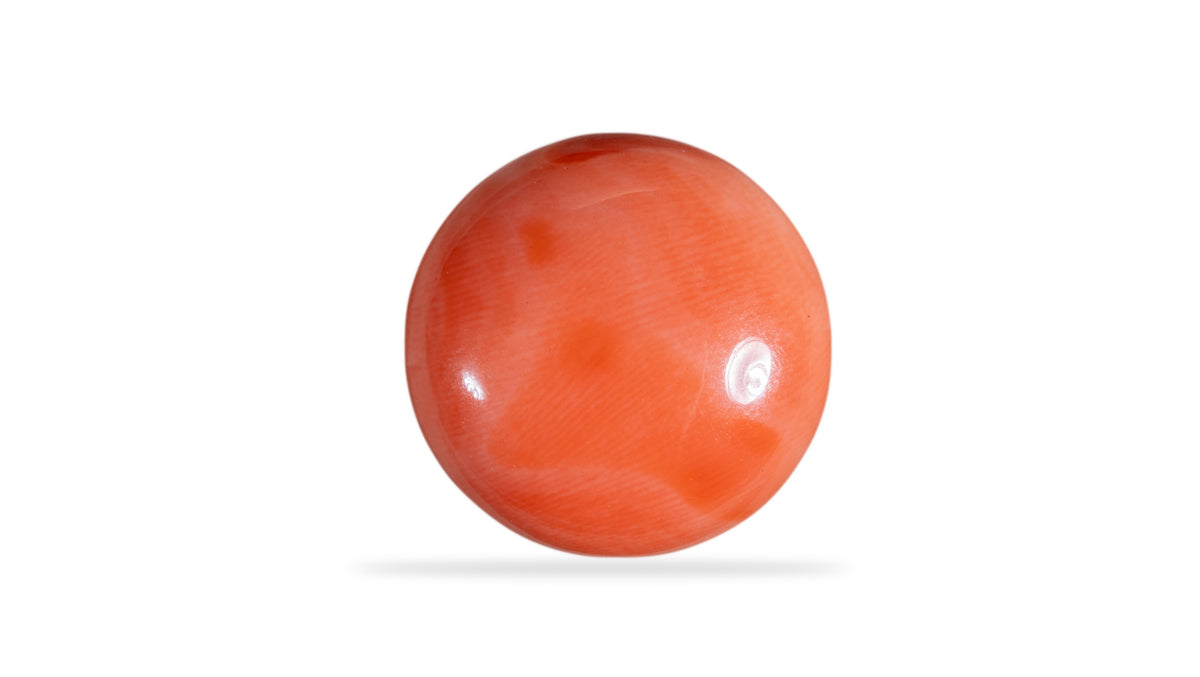 Japanese Red Coral 14.79 Carats / 16.25 Ratti