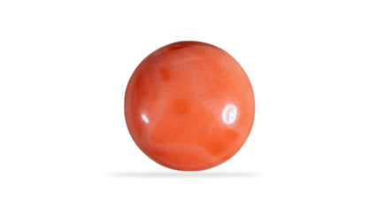 Japanese Red Coral 14.79 Carats / 16.25 Ratti