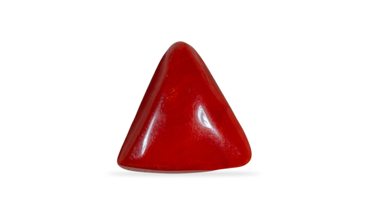 Japanese Red Coral 13.48 Carats / 16.24 Ratti