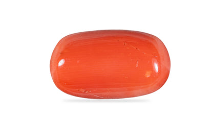 Italian Red Coral 12.60 Carats / 13.85 Ratti