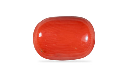 Italian Red Coral 10.59 Carats / 11.64 Ratti