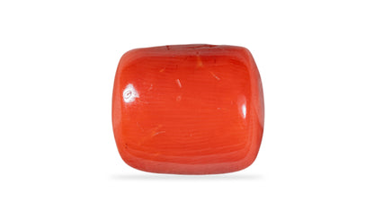 Italian Red Coral 13.52 Carats / 14.86 Ratti