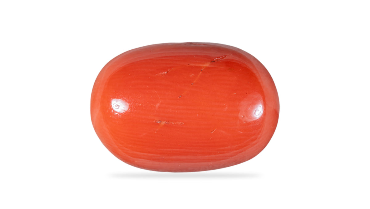 Italian Red Coral 15.43 Carats / 16.96 Ratti