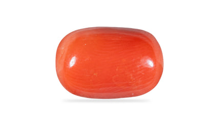 Italian Red Coral 10.59 Carats / 11.64 Ratti