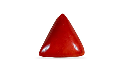 Italian Red Coral 16.79 Carats / 18.45 Ratti
