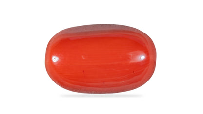 Italian Red Coral 11.54 Carats / 12.68 Ratti