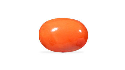 Italian Red Coral 7.88 Carats / 8.66 Ratti