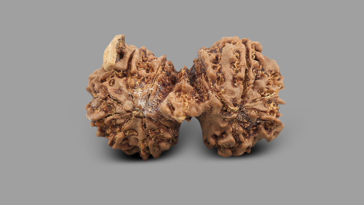 12 MUKHI GAURI SHANKAR GANESH RUDRAKSHA (31.30 mm)