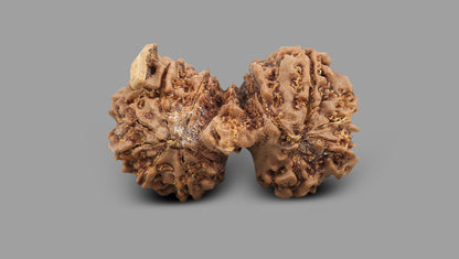 12 MUKHI GAURI SHANKAR GANESH RUDRAKSHA (31.30 mm)
