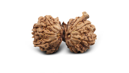 12 MUKHI GAURI SHANKAR GANESH RUDRAKSHA (31.30 mm)