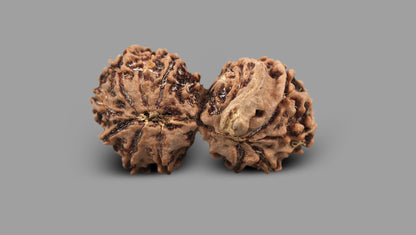 12 MUKHI GAURI SHANKAR GANESH RUDRAKSHA (32.21 mm)