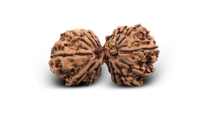 12 MUKHI GAURI SHANKAR GANESH RUDRAKSHA (32.21 mm)