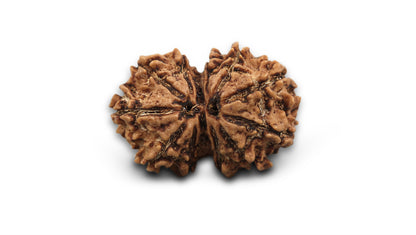 12 MUKHI GAURI SHANKAR RUDRAKSHA (26.80 mm)