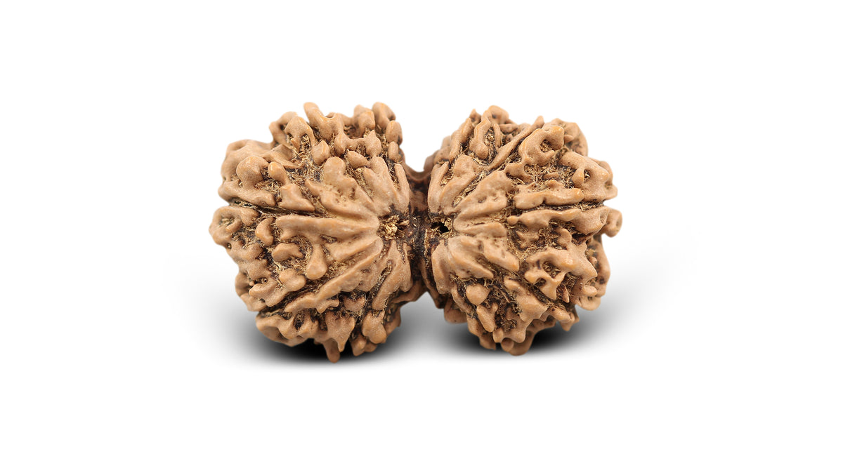 12 MUKHI GAURI SHANKAR RUDRAKSHA (37.80 mm)