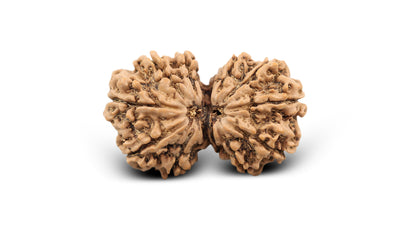 12 MUKHI GAURI SHANKAR RUDRAKSHA (37.80 mm)