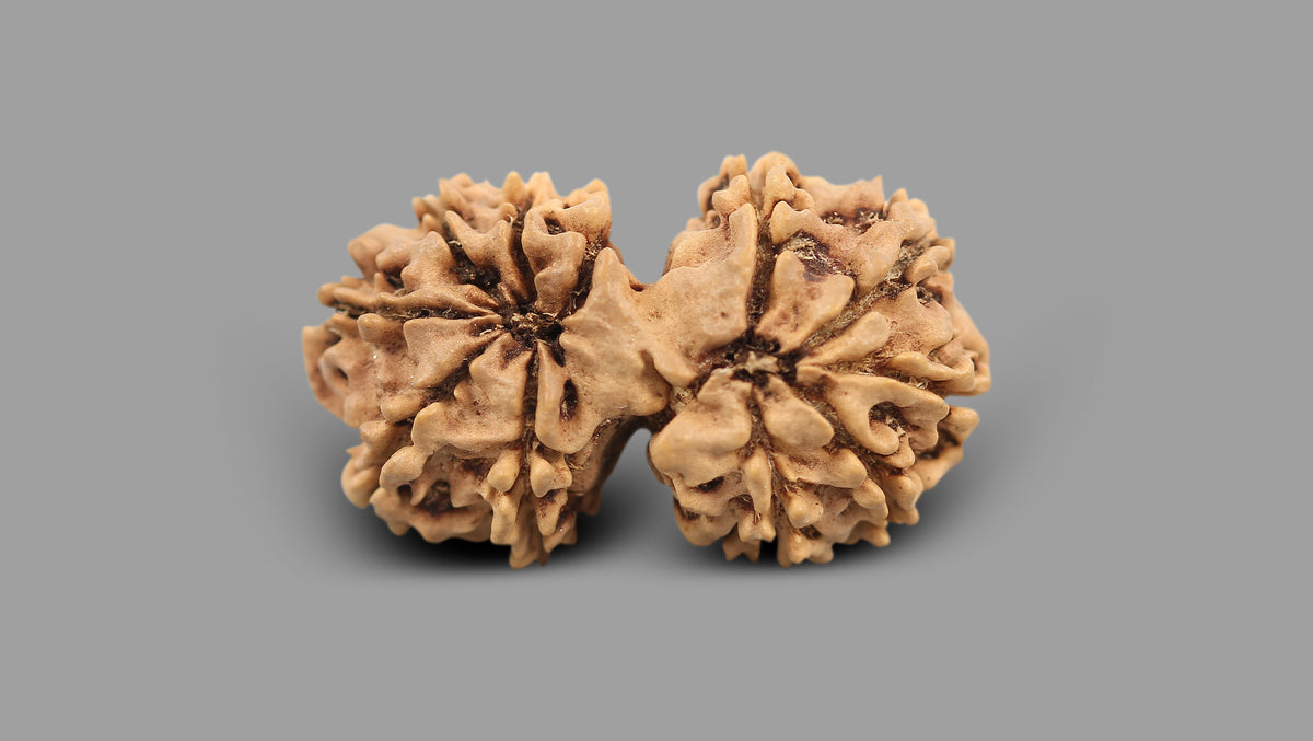 12 MUKHI GAURI SHANKAR RUDRAKSHA (35.72 mm)