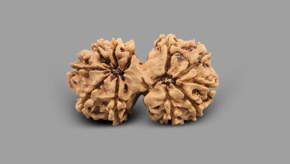 12 MUKHI GAURI SHANKAR RUDRAKSHA (35.72 mm)