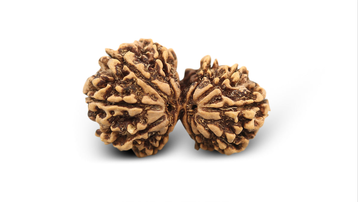 12 MUKHI GAURI SHANKAR RUDRAKSHA (32.86 mm)