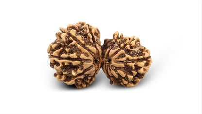12 MUKHI GAURI SHANKAR RUDRAKSHA (32.86 mm)