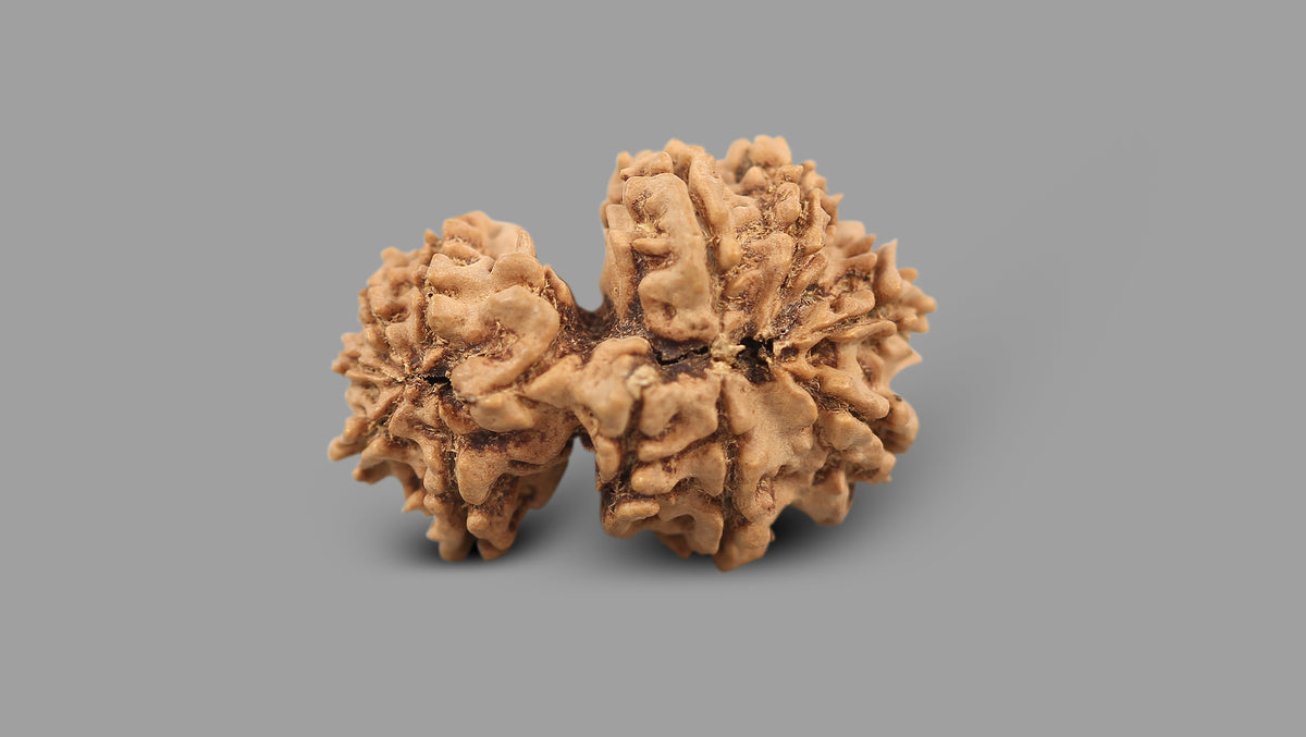 12 MUKHI GAURI SHANKAR RUDRAKSHA (30.45 mm)