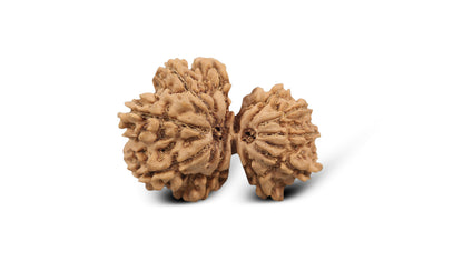 12 MUKHI GAURI SHANKAR RUDRAKSHA (30.45 mm)