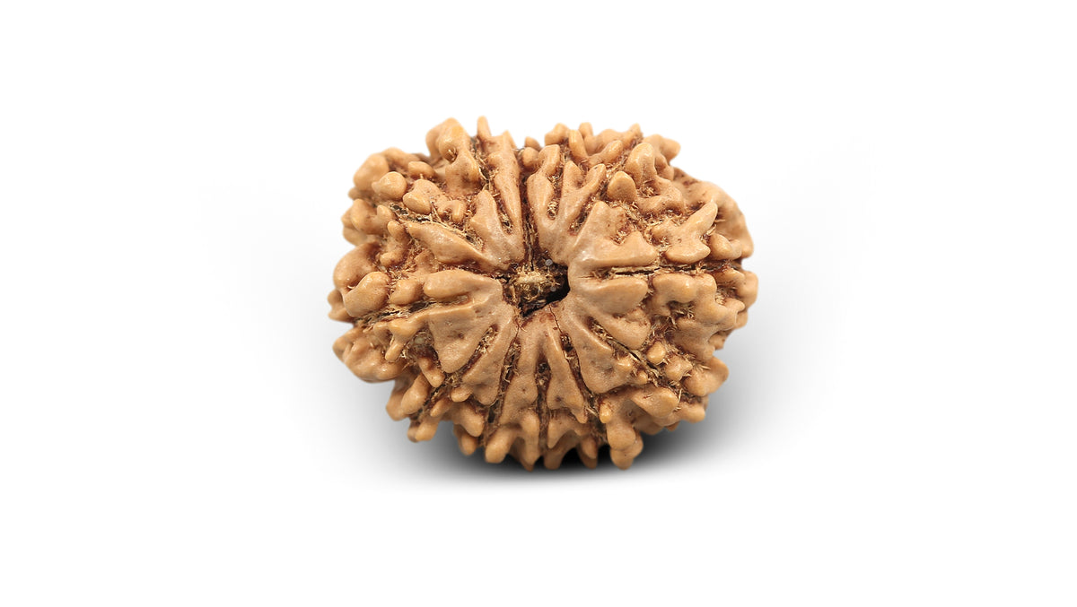 12 MUKHI RUDRAKSHA (23.55 mm)