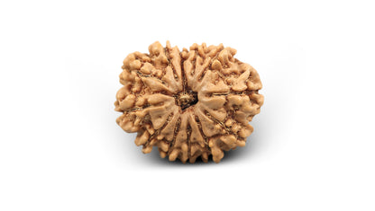 12 MUKHI RUDRAKSHA (23.55 mm)