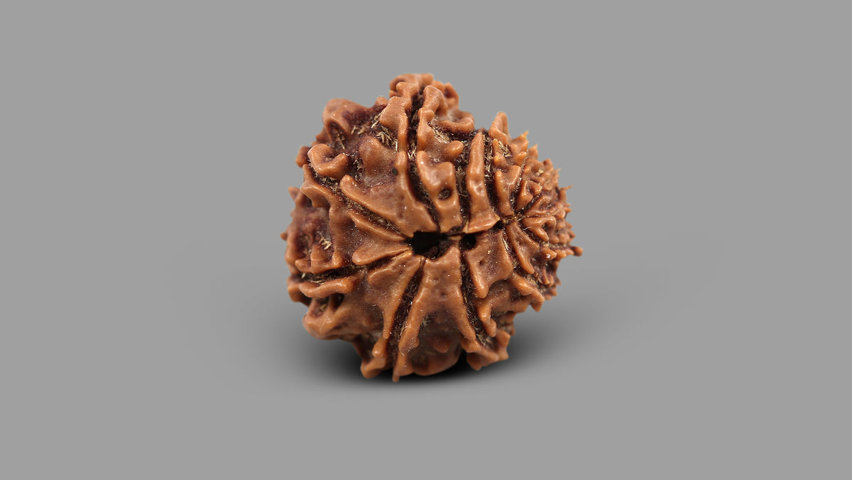 12 MUKHI RUDRAKSHA (12.07 mm)