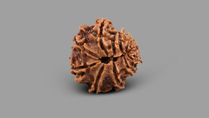 12 MUKHI RUDRAKSHA (12.07 mm)