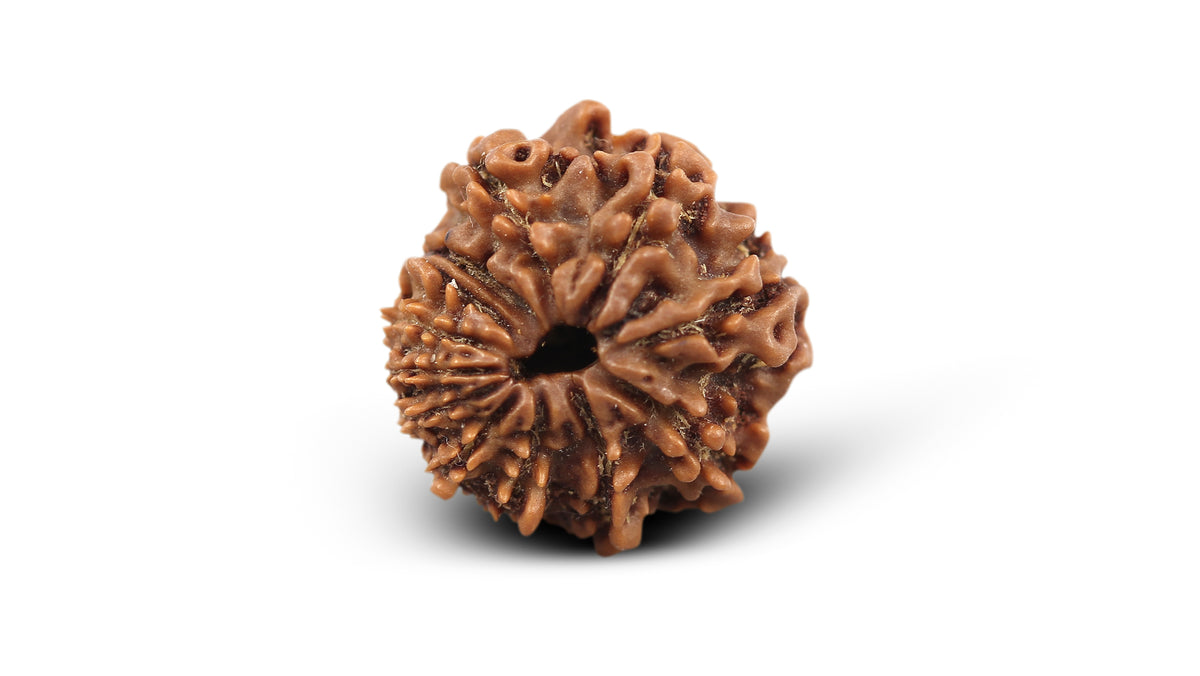 12 MUKHI RUDRAKSHA (12.07 mm)