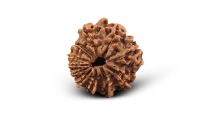 12 MUKHI RUDRAKSHA (12.07 mm)