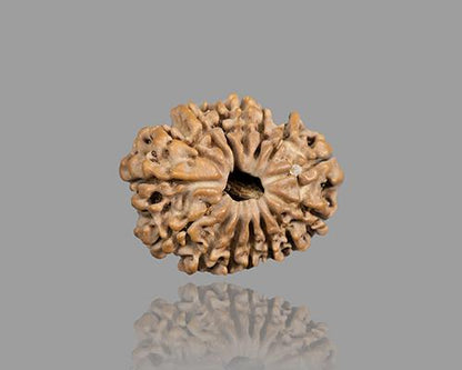 15 MUKHI RUDRAKSHA (23.12 mm)