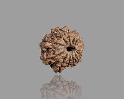 15 MUKHI RUDRAKSHA (18.41 mm)