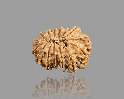 15 MUKHI RUDRAKSHA (25.15 mm)