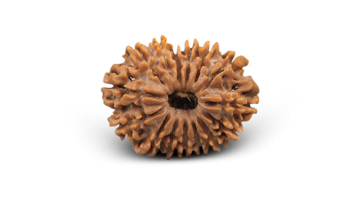 15 MUKHI RUDRAKSHA (24.23 mm)