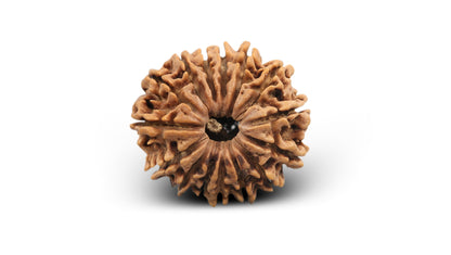 15 MUKHI RUDRAKSHA (24.18 mm)