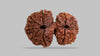 12 MUKHI GAURI SHANKAR RUDRAKSHA (28.38 mm)