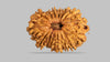 15 MUKHI RUDRAKSHA ( 23.78 mm )