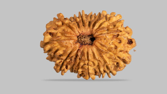 15 MUKHI RUDRAKSHA ( 23.78 mm )