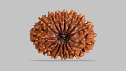 15 MUKHI RUDRAKSHA ( 26.26 mm )
