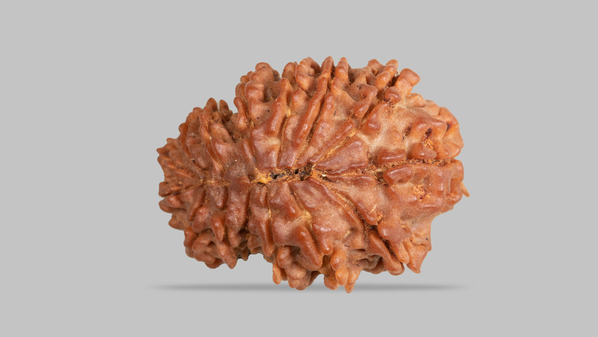 15 MUKHI GAURI SHANKAR RUDRAKSHA ( 23.78 mm )